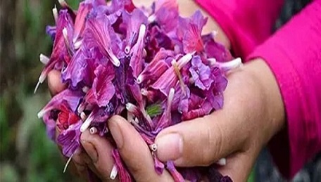 تصویر 4 از فروش گل گاو زبان خشک + قیمت خرید به صرفه